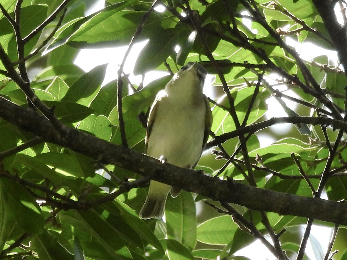 Vireo occhirossi - ML643791547
