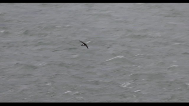 Blyth's Swift - ML643791553