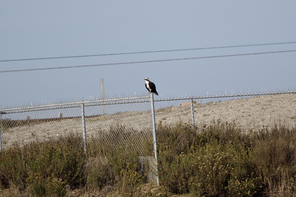 魚鷹(carolinensis) - ML643791562