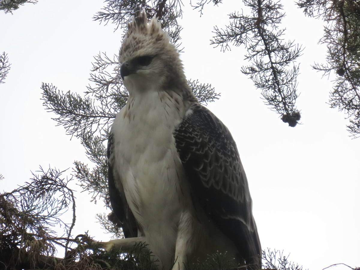 Aigle d'Isidore - ML643791571