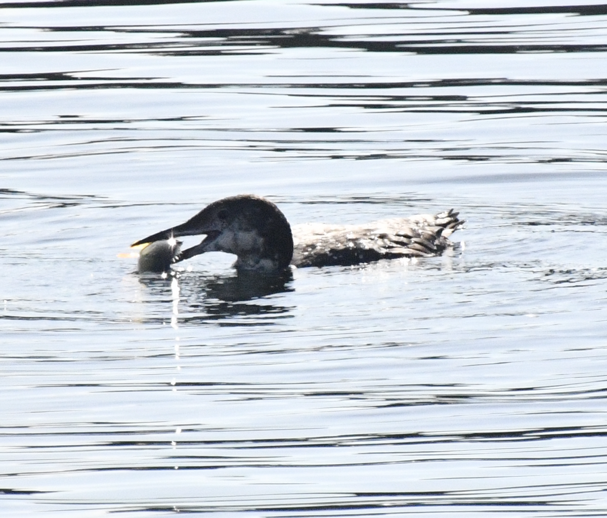 Common Loon - ML643791581