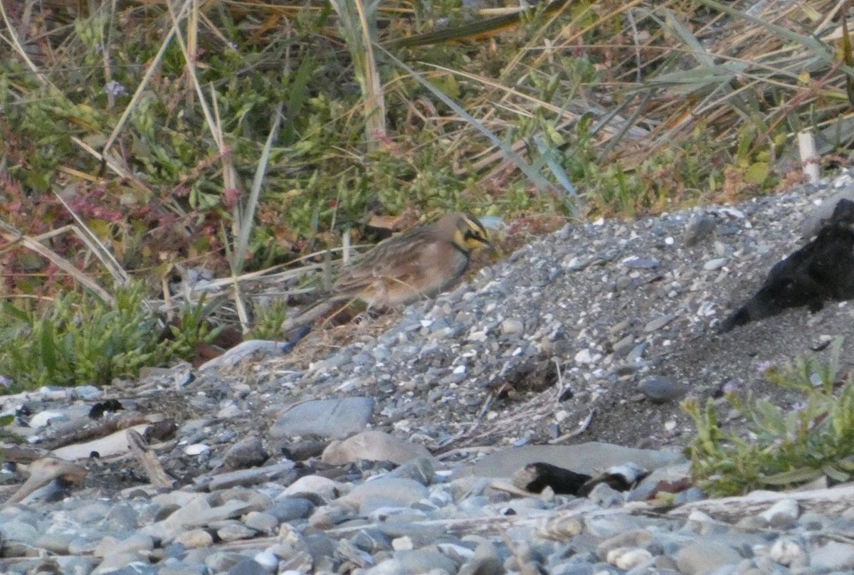 Horned Lark - ML643791582