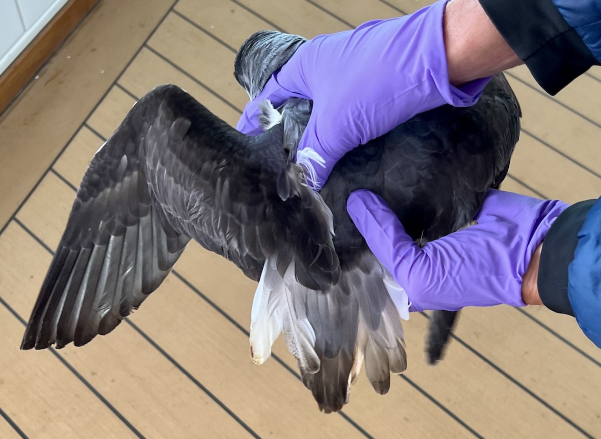 Şili Fırtınakuşu - ML643791584