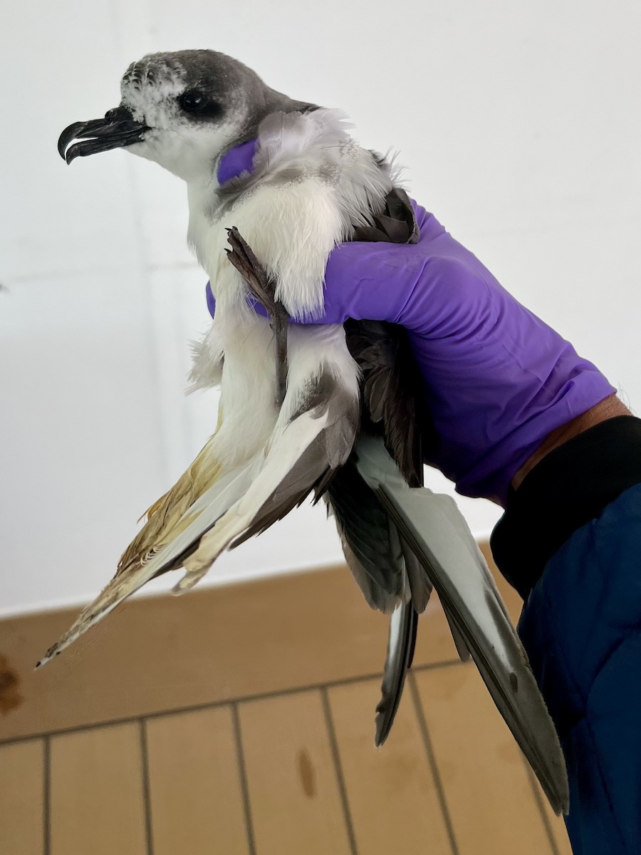 Şili Fırtınakuşu - ML643791586