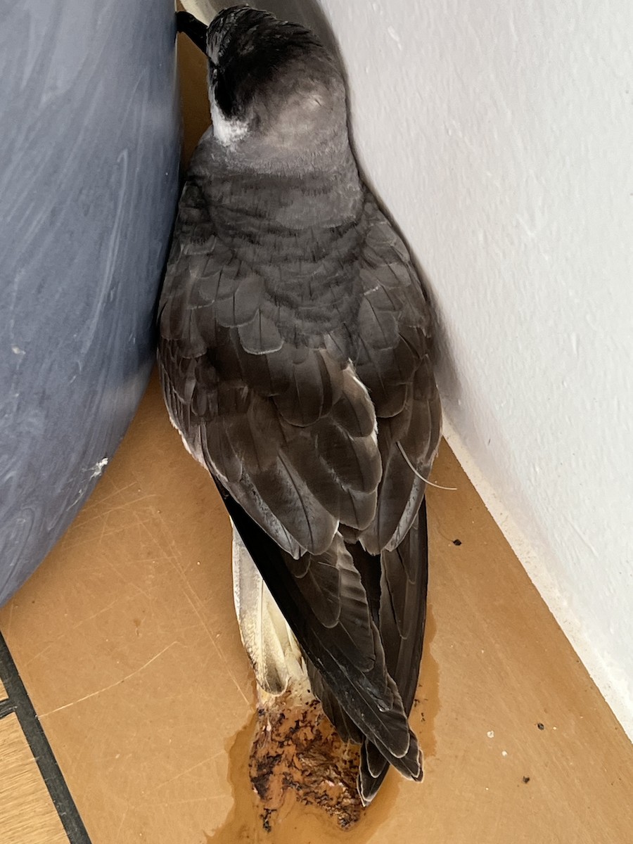 Şili Fırtınakuşu - ML643791587