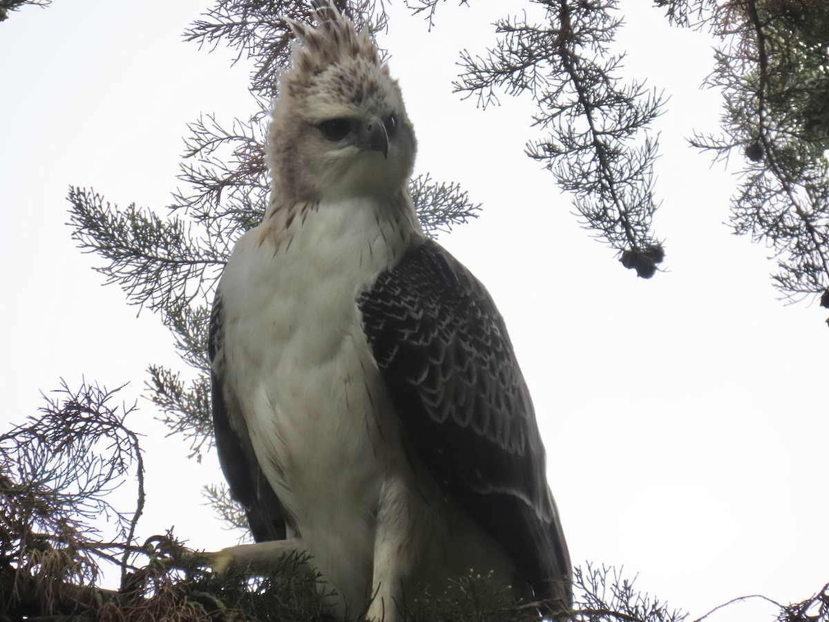 Aigle d'Isidore - ML643791591