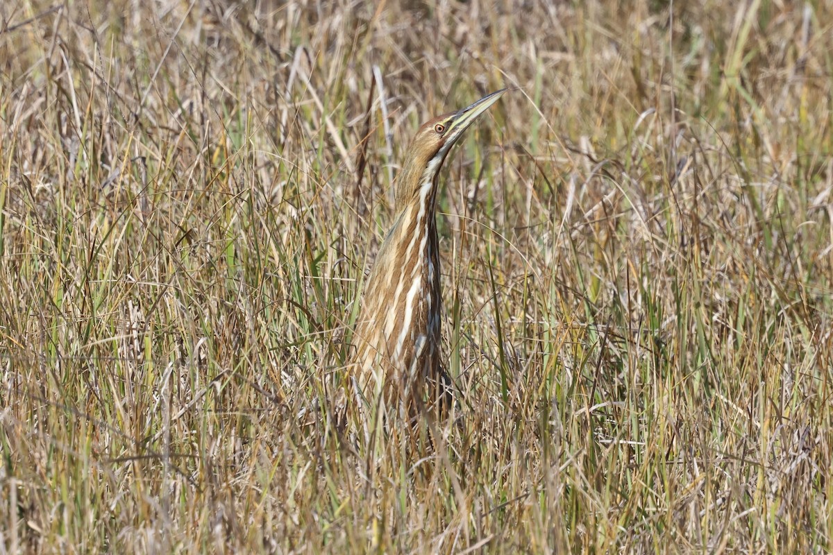 American Bittern - ML643791593