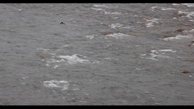 Blyth's Swift - ML643791608