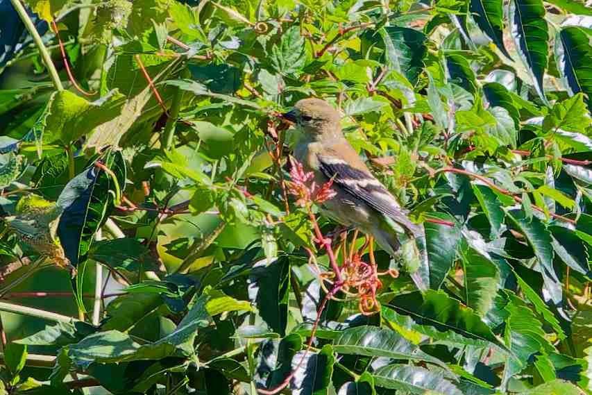 American Goldfinch - ML643791618