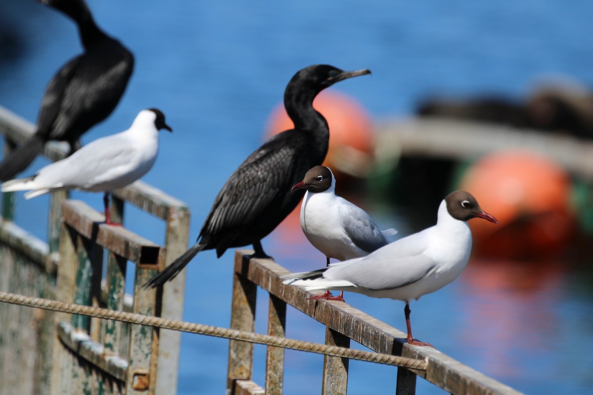 Gaviota Cahuil - ML643791628