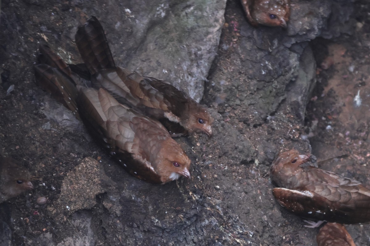 Oilbird - ML643791634