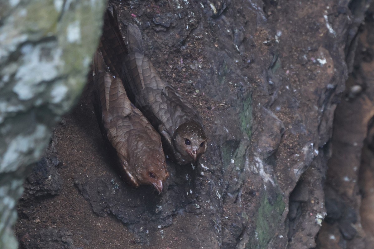 Oilbird - ML643791639