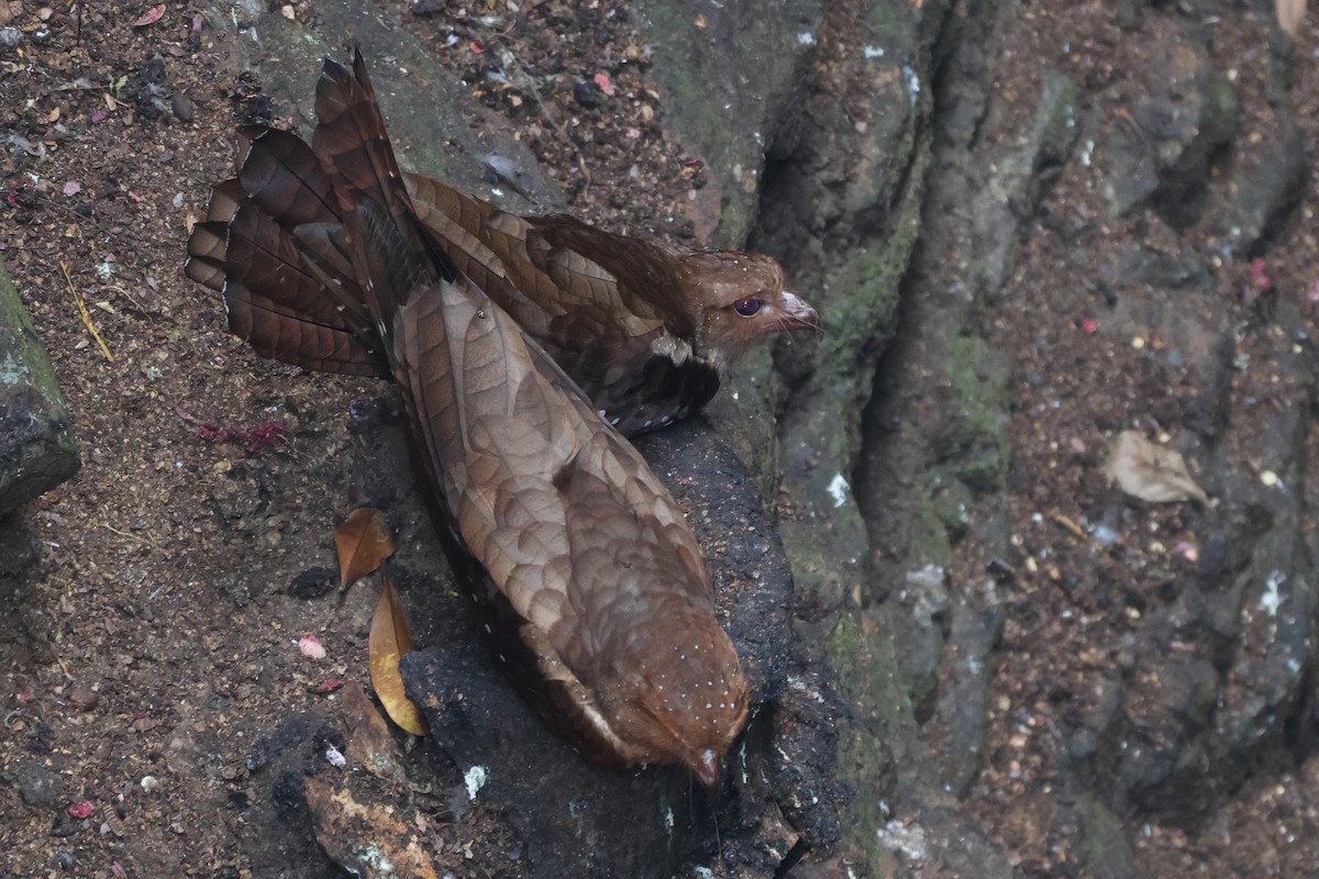 Oilbird - ML643791640