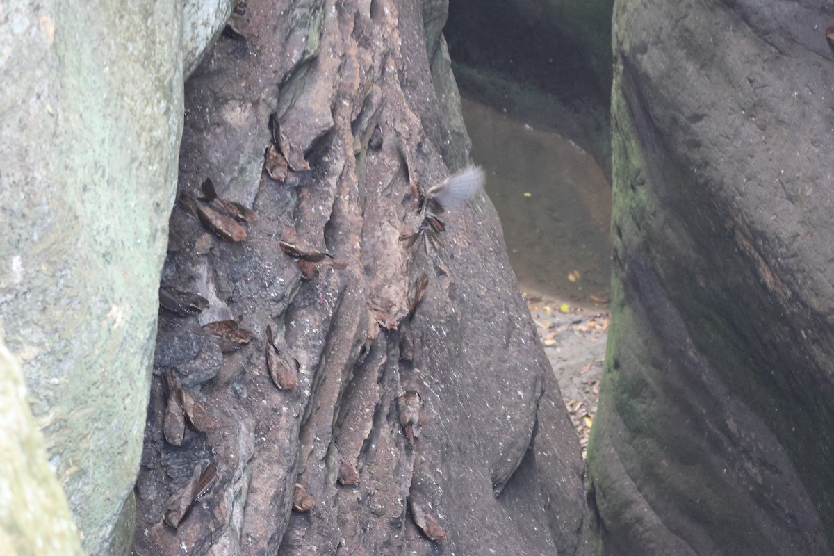 Oilbird - ML643791642