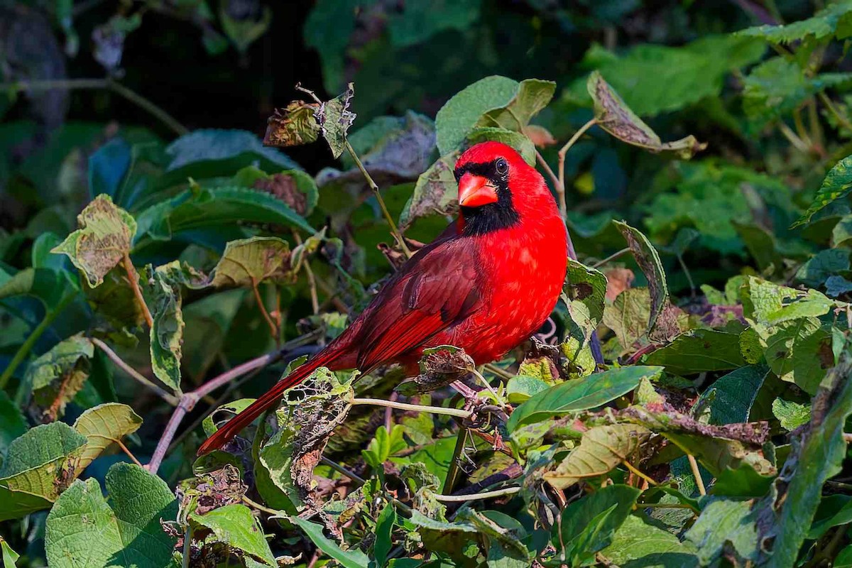 Northern Cardinal - ML643791647