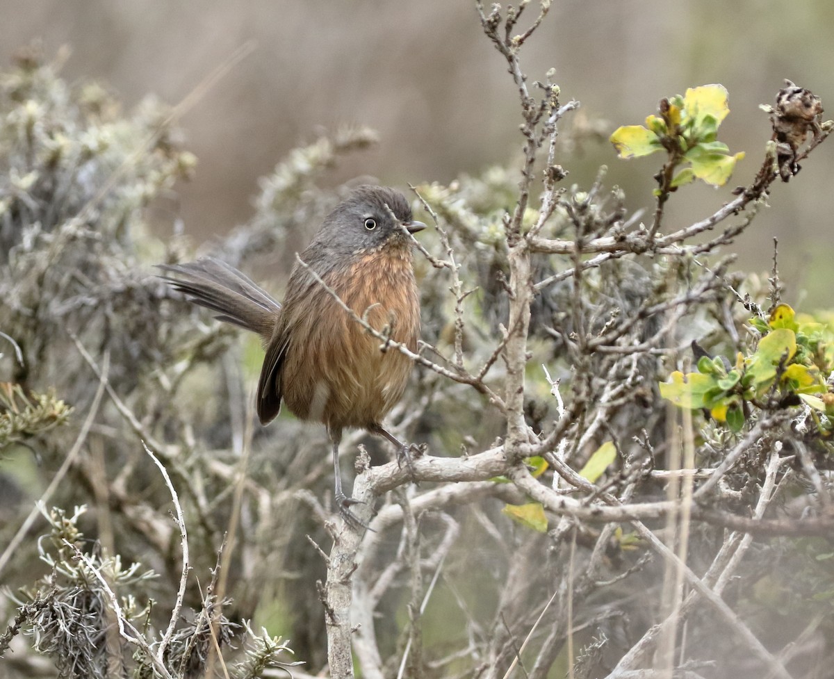 Wrentit - ML643791652