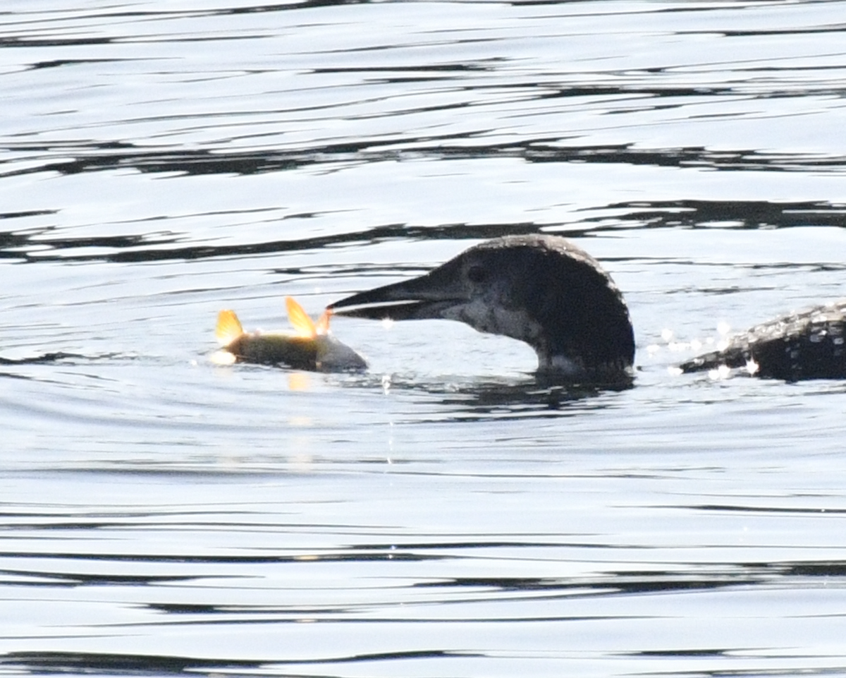 Common Loon - ML643791662