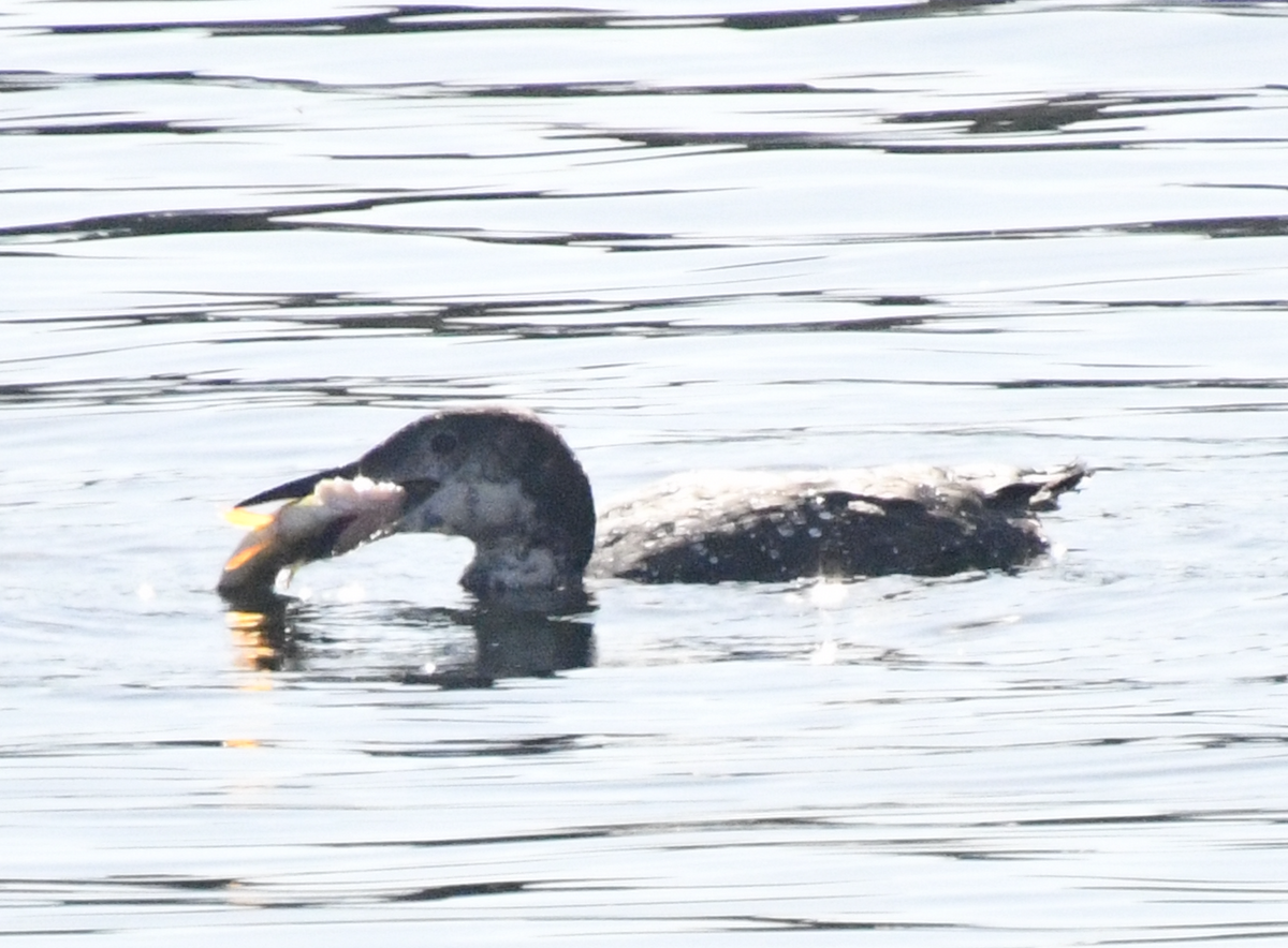 Common Loon - ML643791663