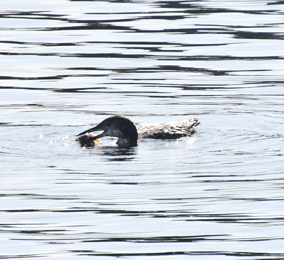 Common Loon - ML643791664