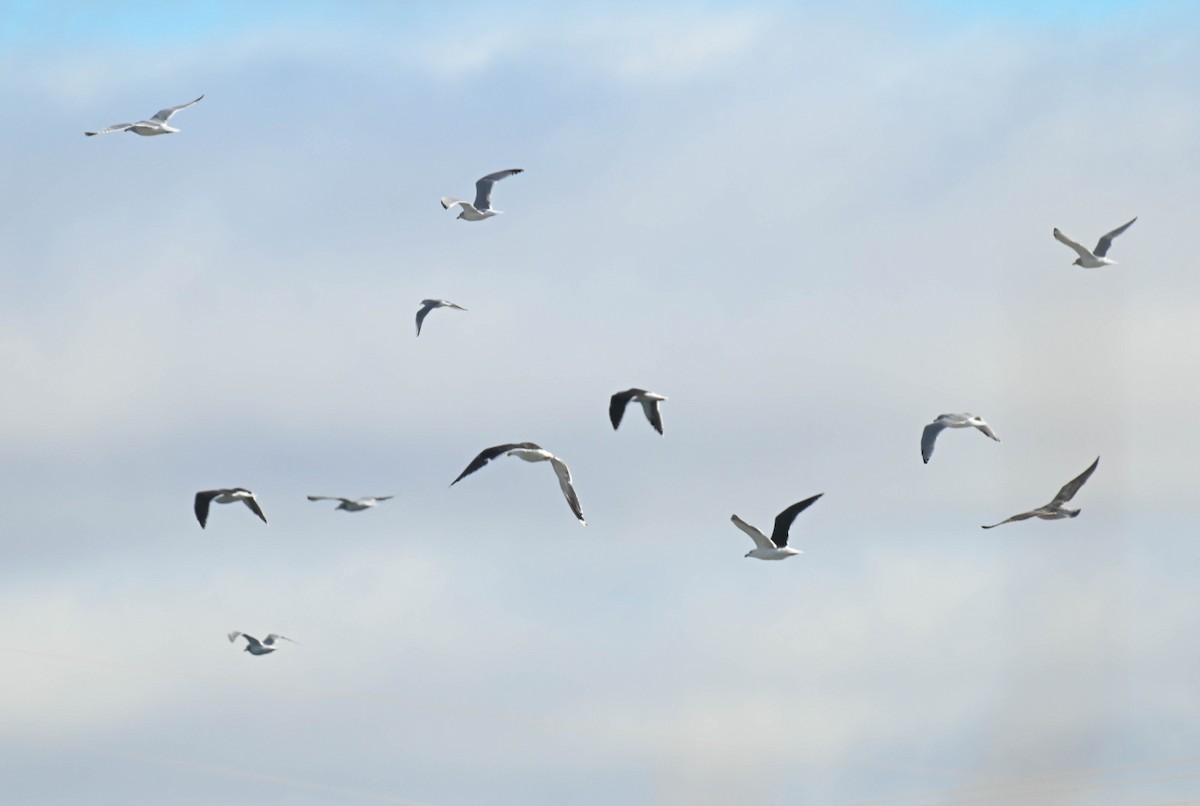 gull sp. - ML643791665