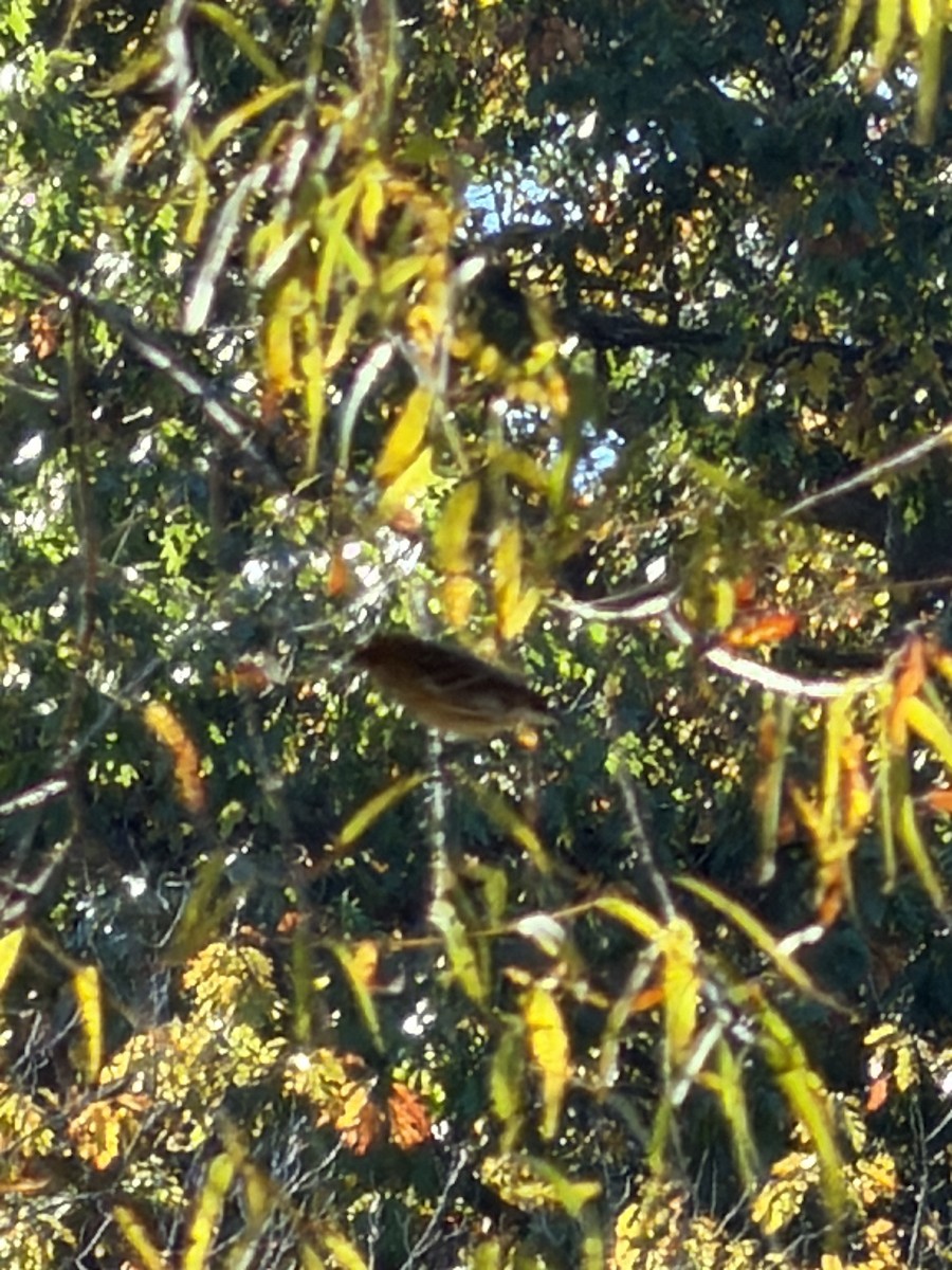 Yellow-rumped Warbler - ML643791673