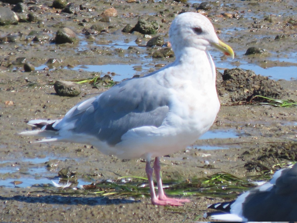 racek polární (ssp. thayeri) - ML643791678