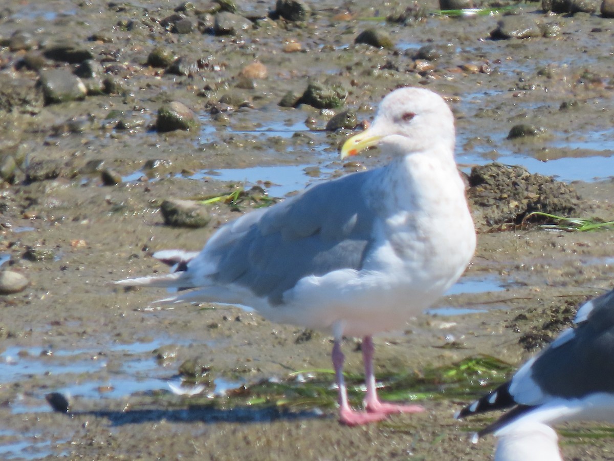 racek polární (ssp. thayeri) - ML643791681