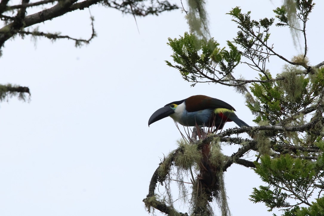 Black-billed Mountain-Toucan - ML643791684