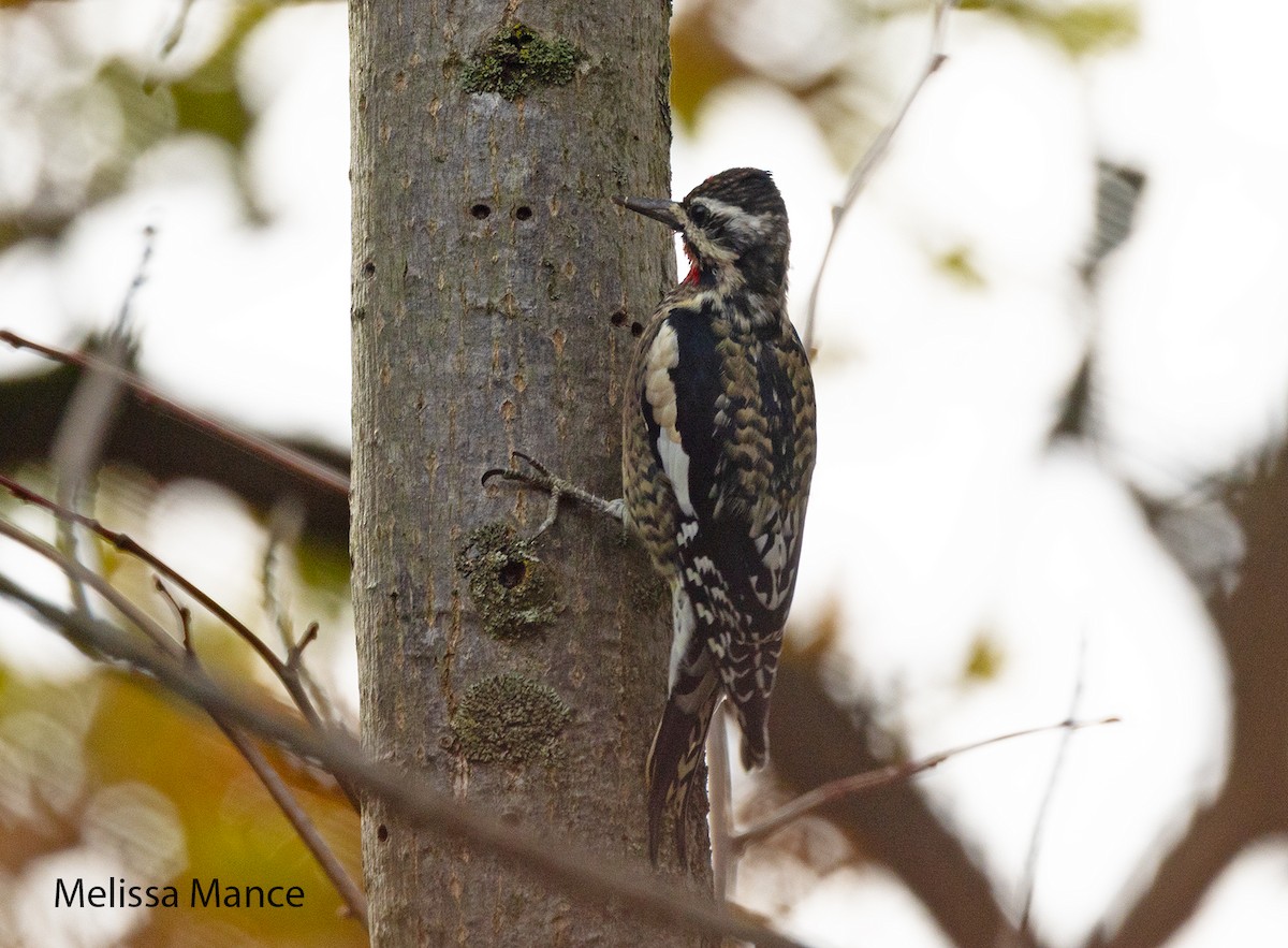 Yellow-bellied Sapsucker - ML643791690
