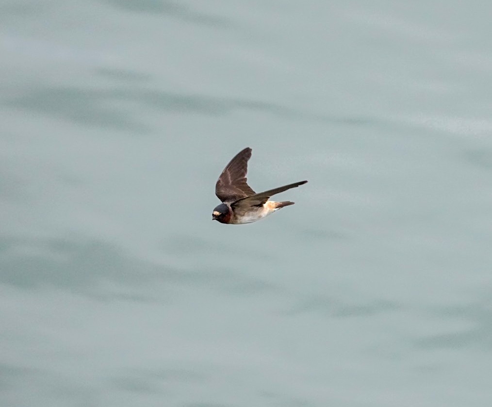 Cliff Swallow - ML643791691