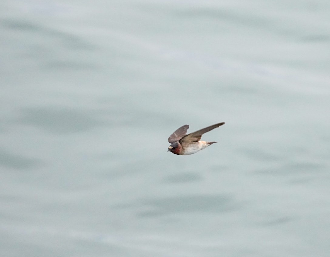 Cliff Swallow - ML643791692