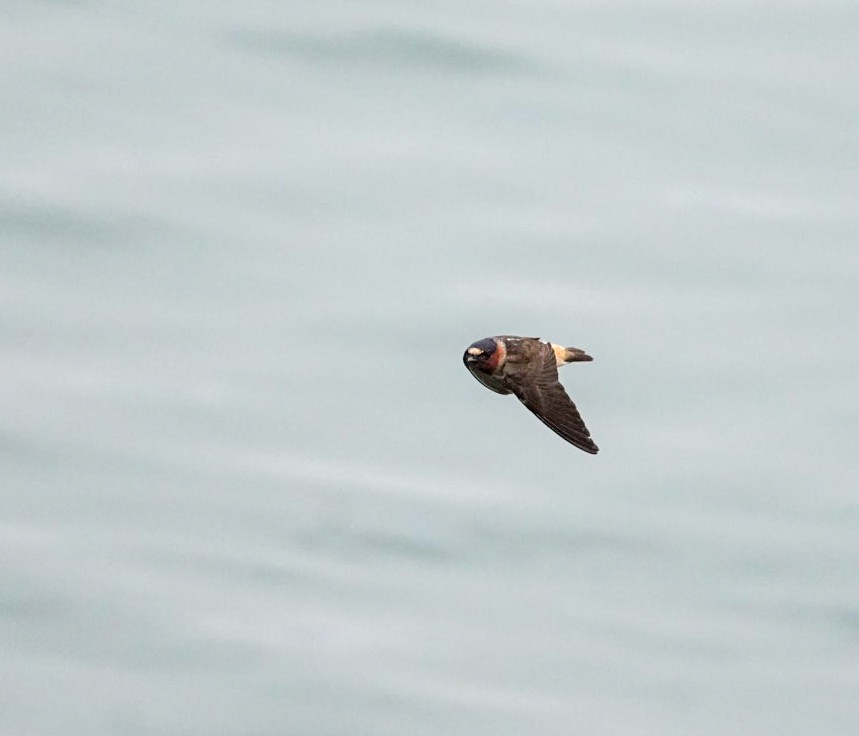 Cliff Swallow - ML643791694
