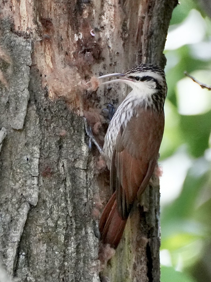 Narrow-billed Woodcreeper - ML643791698