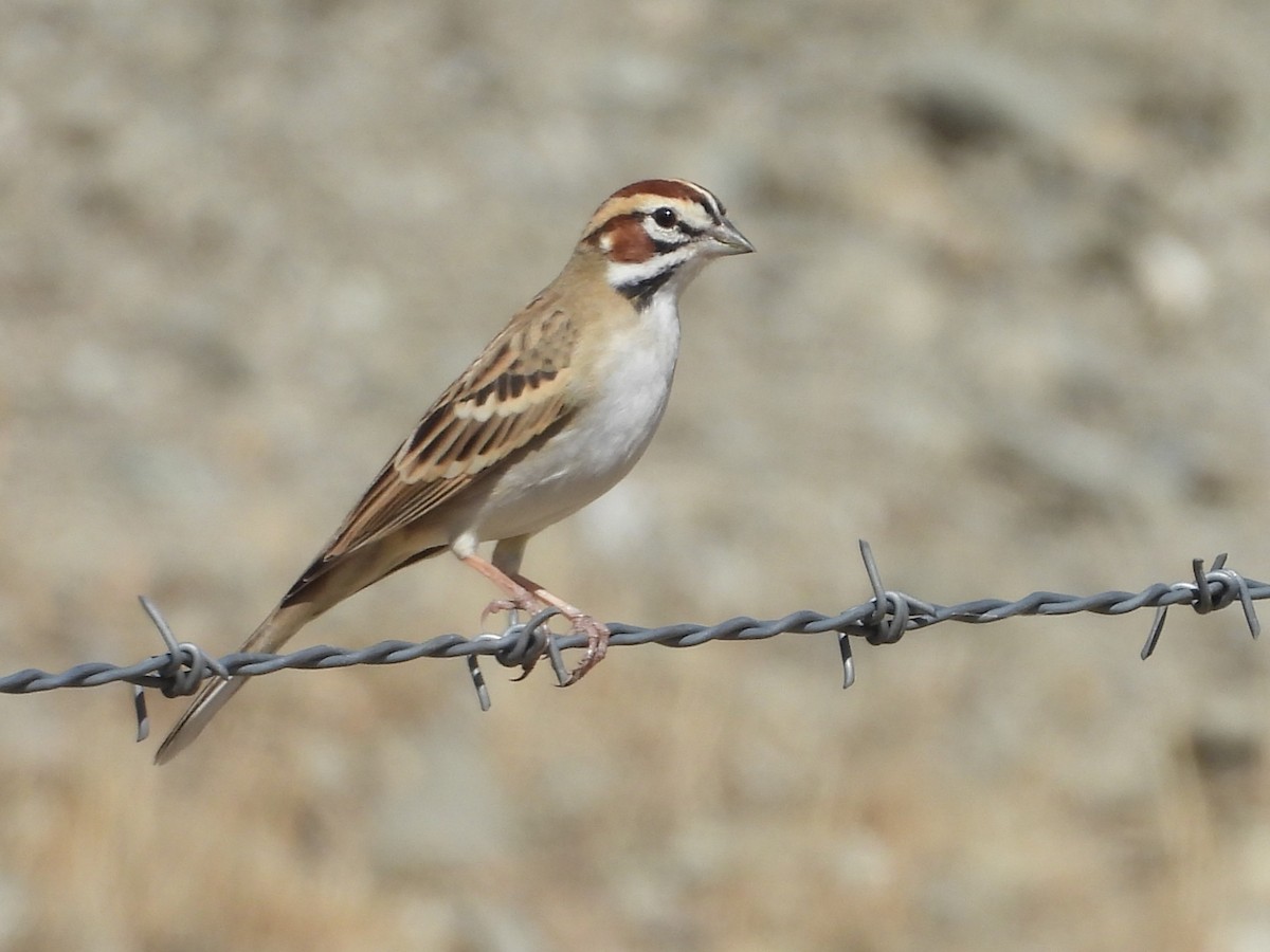Lark Sparrow - ML643791709