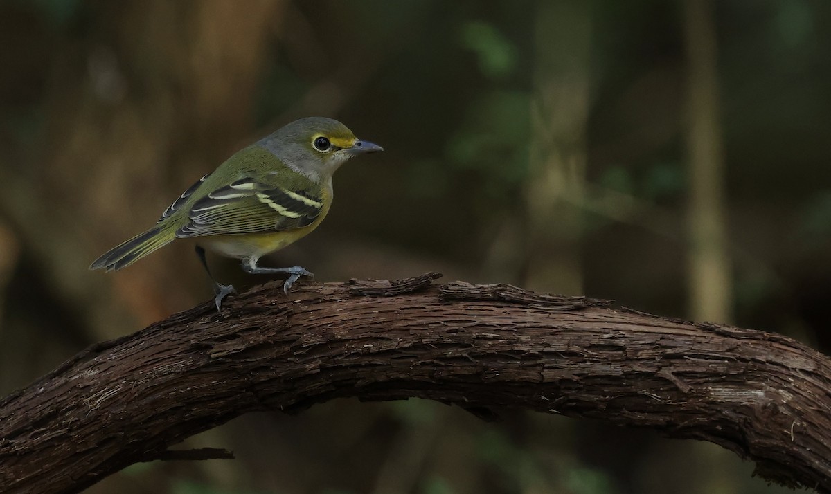 Weißaugenvireo - ML643791714