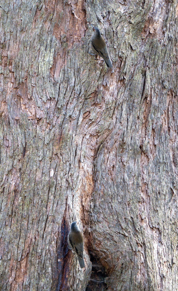 Red-browed Treecreeper - ML643791715