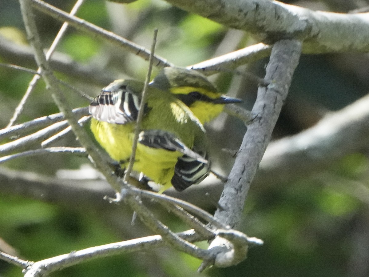 キマユタイランチョウ - ML643791728