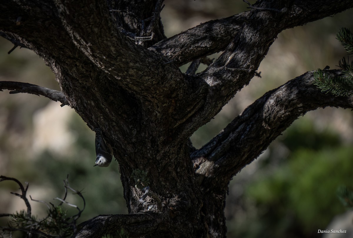 White-breasted Nuthatch - ML643791743