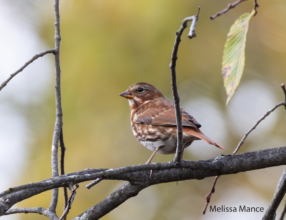 Fox Sparrow - ML643791744