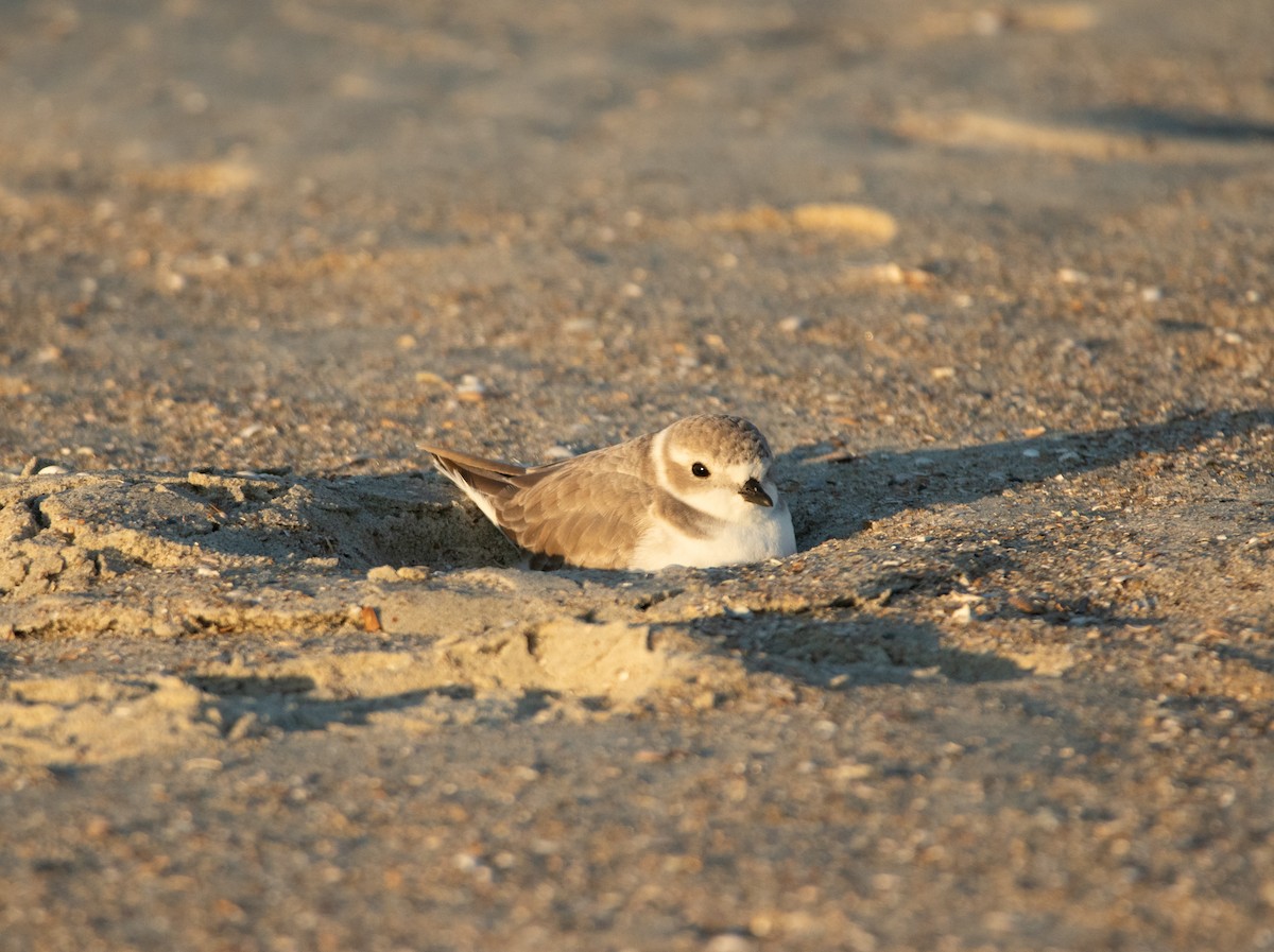 Piping Plover - ML643791747