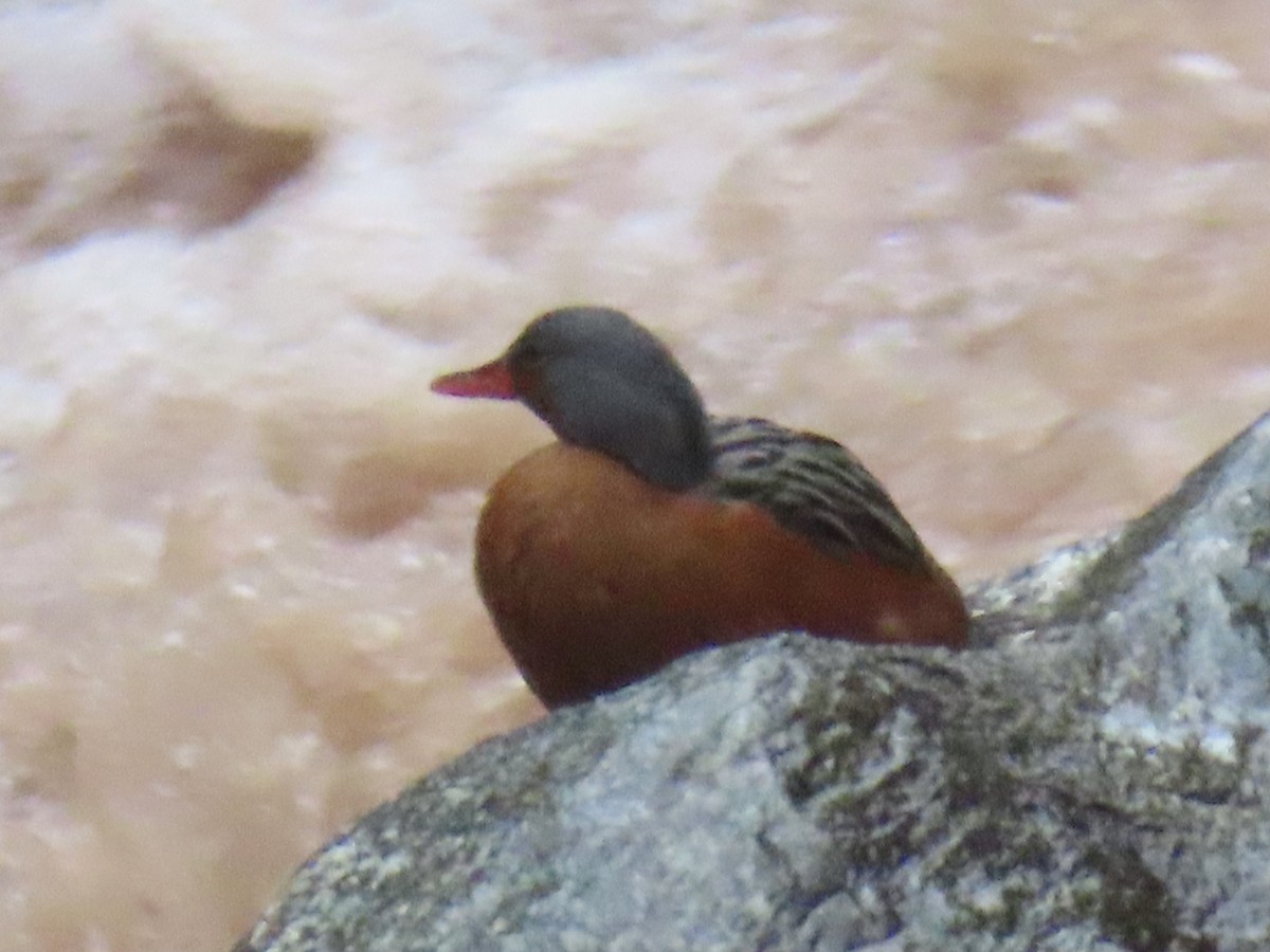 Torrent Duck - ML643791754