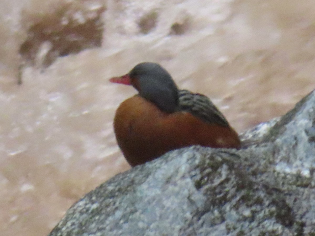 Torrent Duck - ML643791755