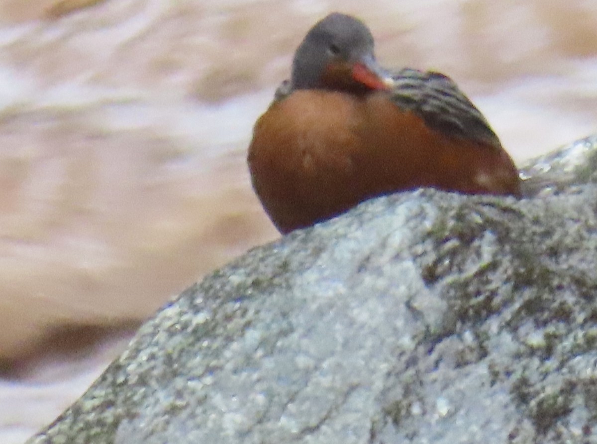 Torrent Duck - ML643791756