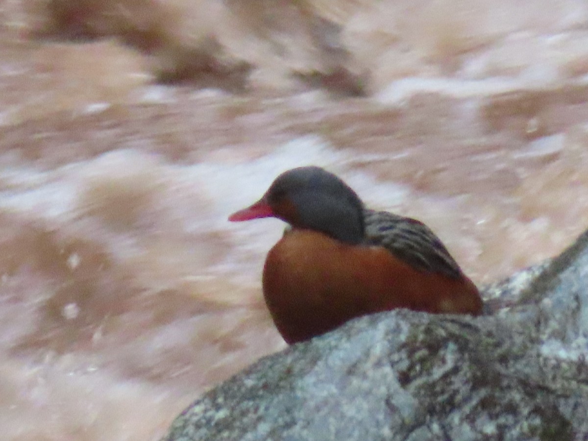 Torrent Duck - ML643791758
