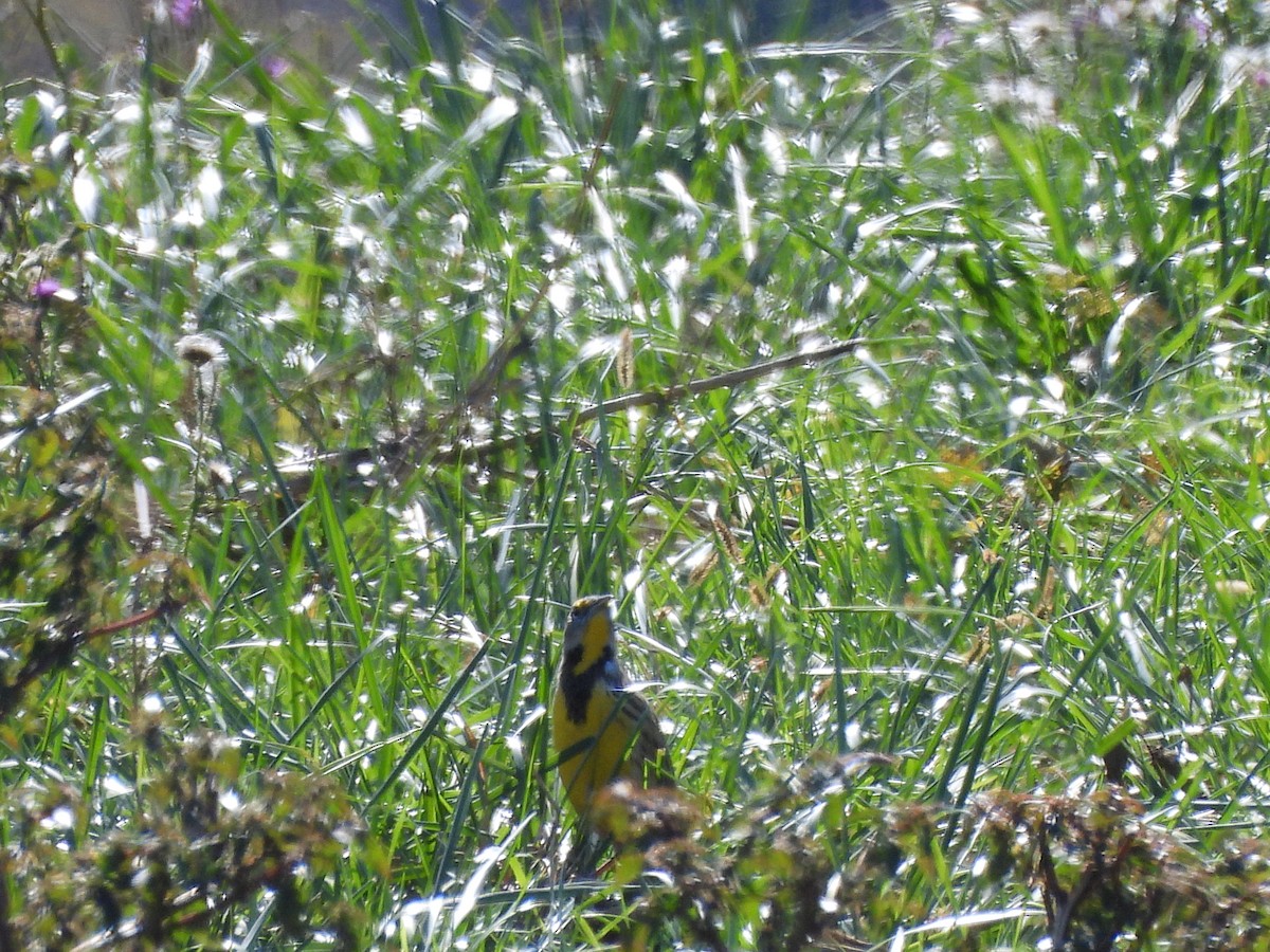 Eastern Meadowlark - ML643791762