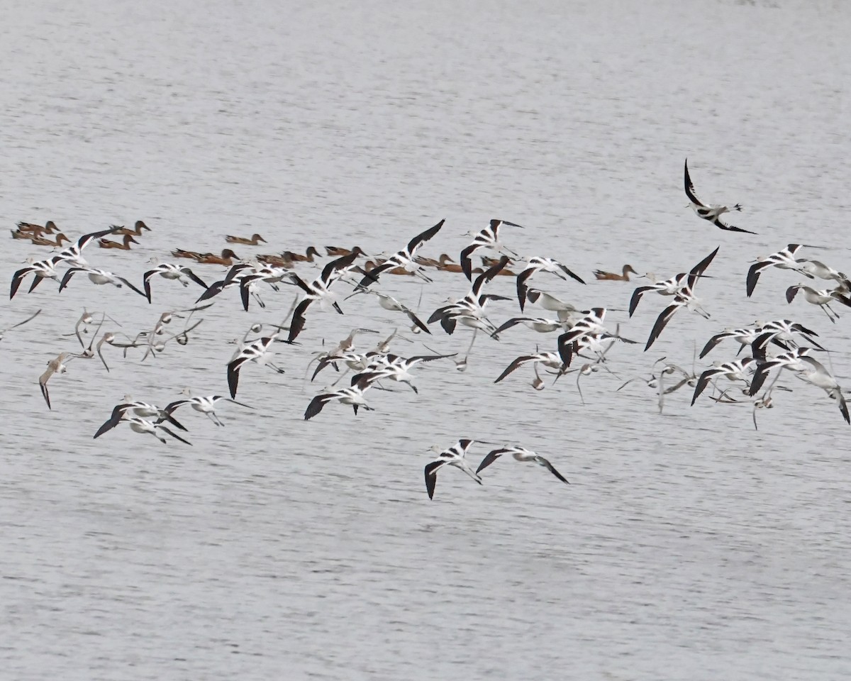 American Avocet - ML643791763