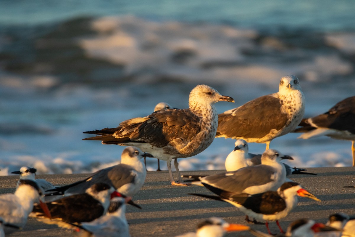 Lesser Black-backed Gull - ML643791764