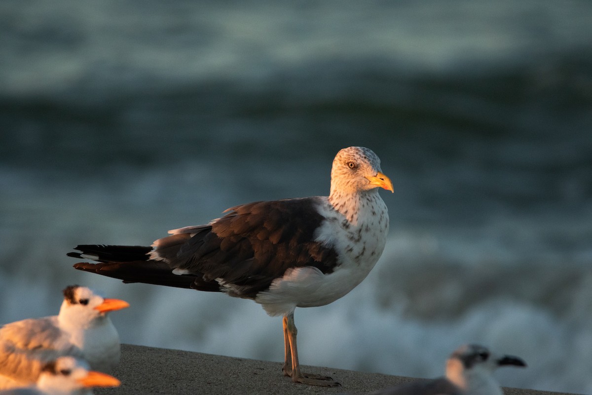 Lesser Black-backed Gull - ML643791765