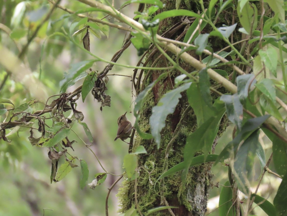 Mountain Wren - ML643791766