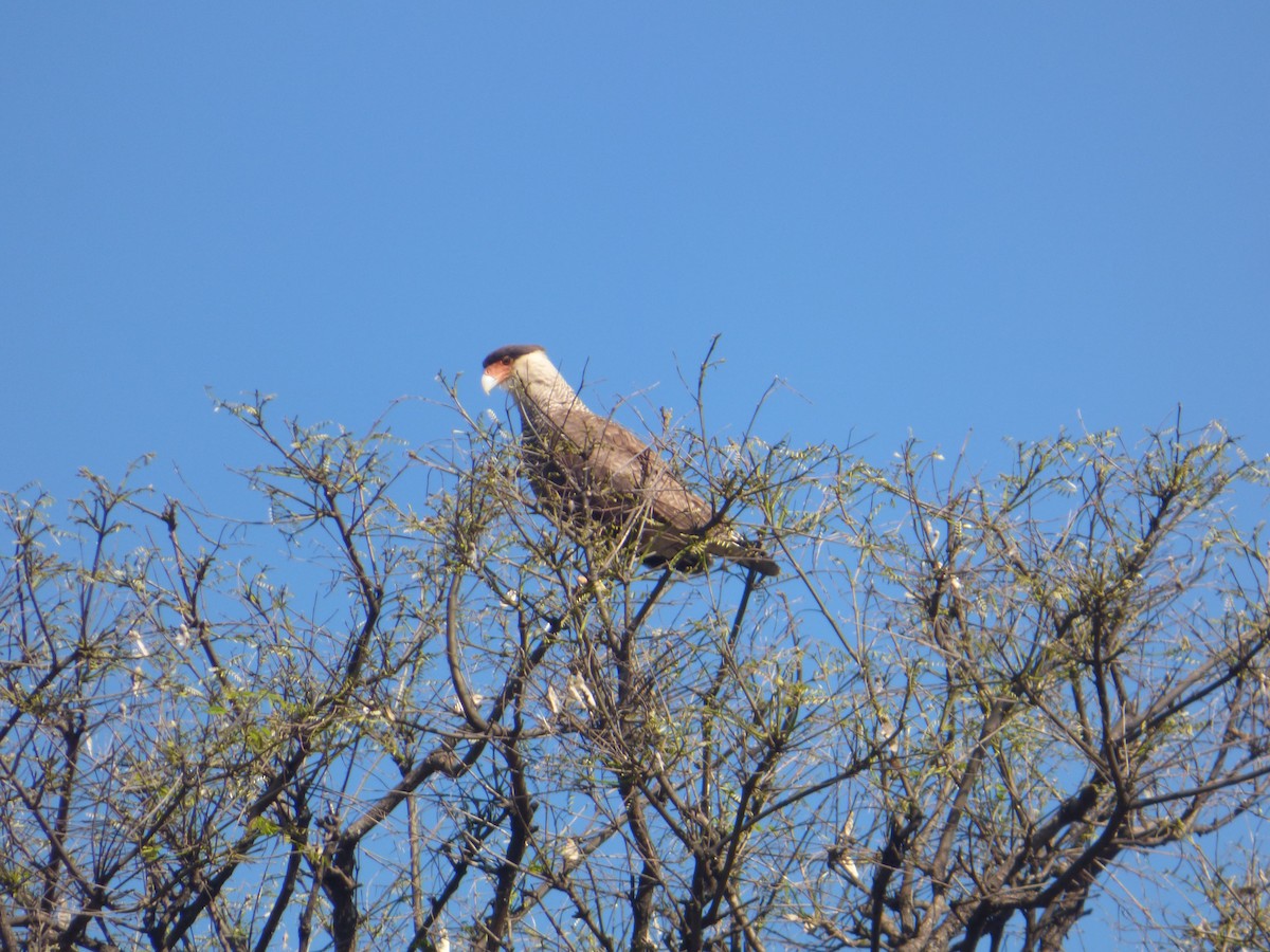 Crested Caracara (Southern) - ML643791775